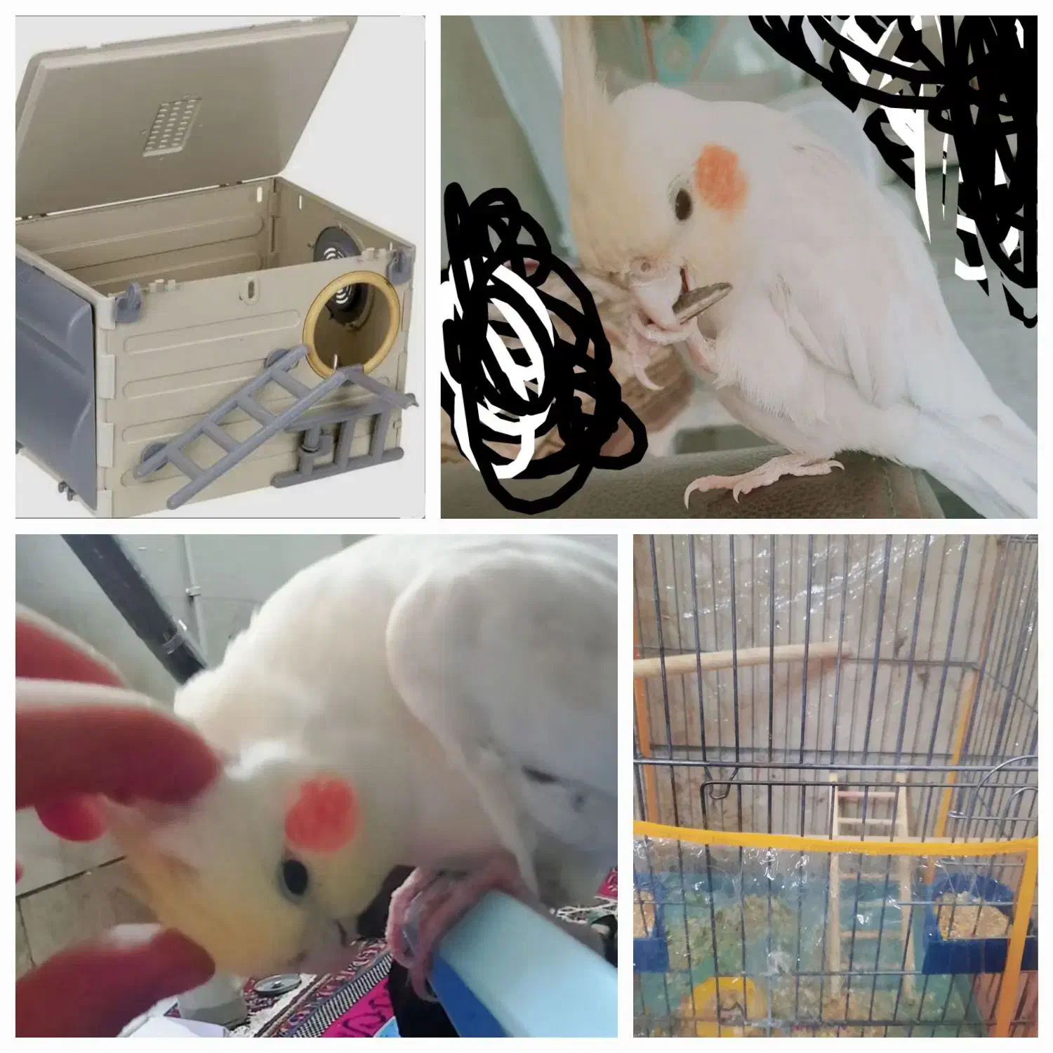 عروس هلندی دستی|پرنده|شیراز, شهرک مدرس|دیوار