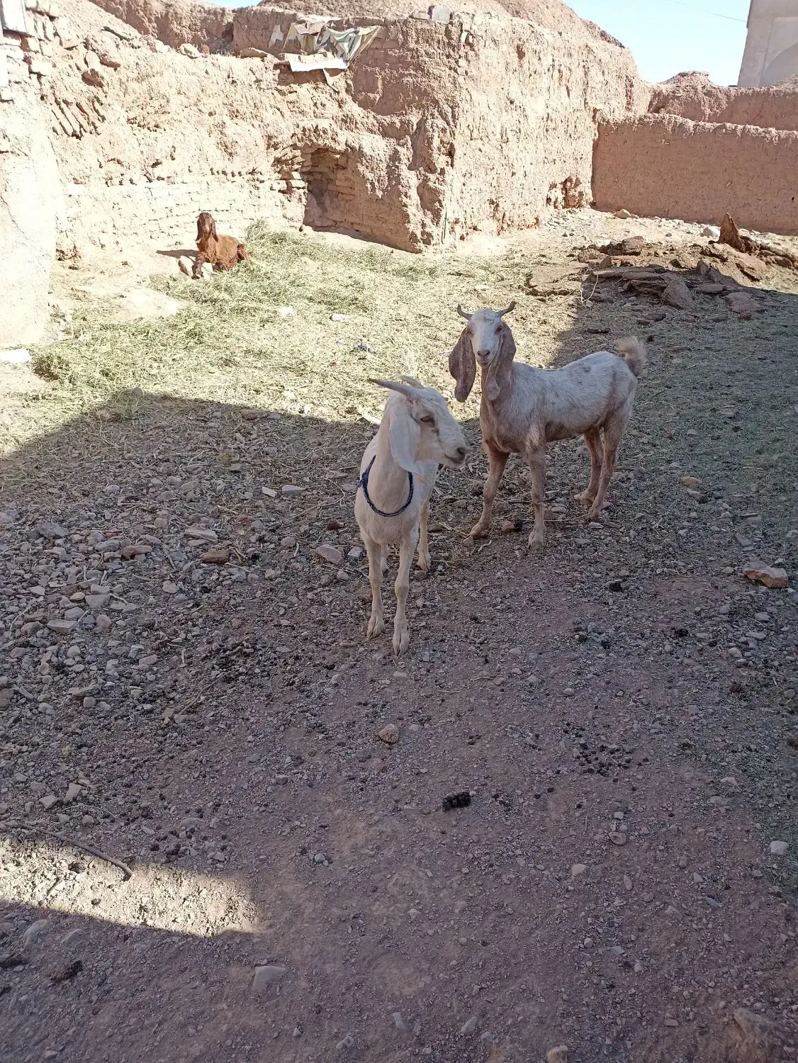 کولار سانن|حیوانات مزرعه|قائن, |دیوار