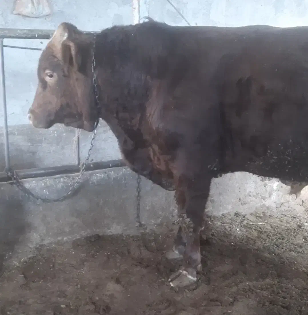 گاو... گوساله نر سیمینتال .|حیوانات مزرعه|اصفهان, باغ زیار|دیوار