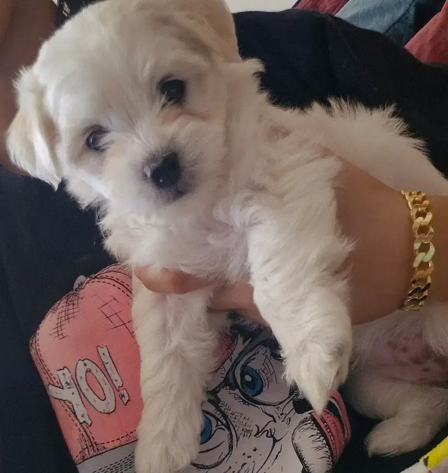 سگ فانتزی شیتزو|سگ|شهر بابک, |دیوار