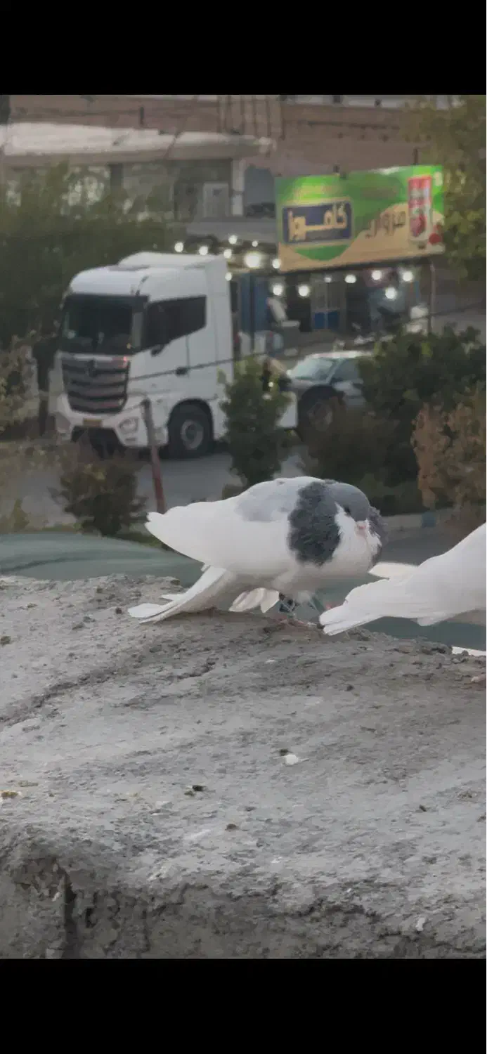 کفتر شهری یال سبز نر و یال سبز گلدار  ماده|پرنده|شیراز, ارم|دیوار
