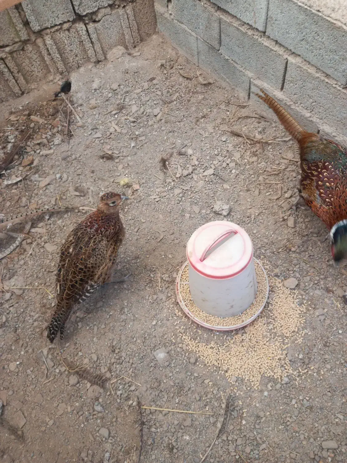 مرغ خروس آمریکای|حیوانات مزرعه|لاهیجان, لیل|دیوار