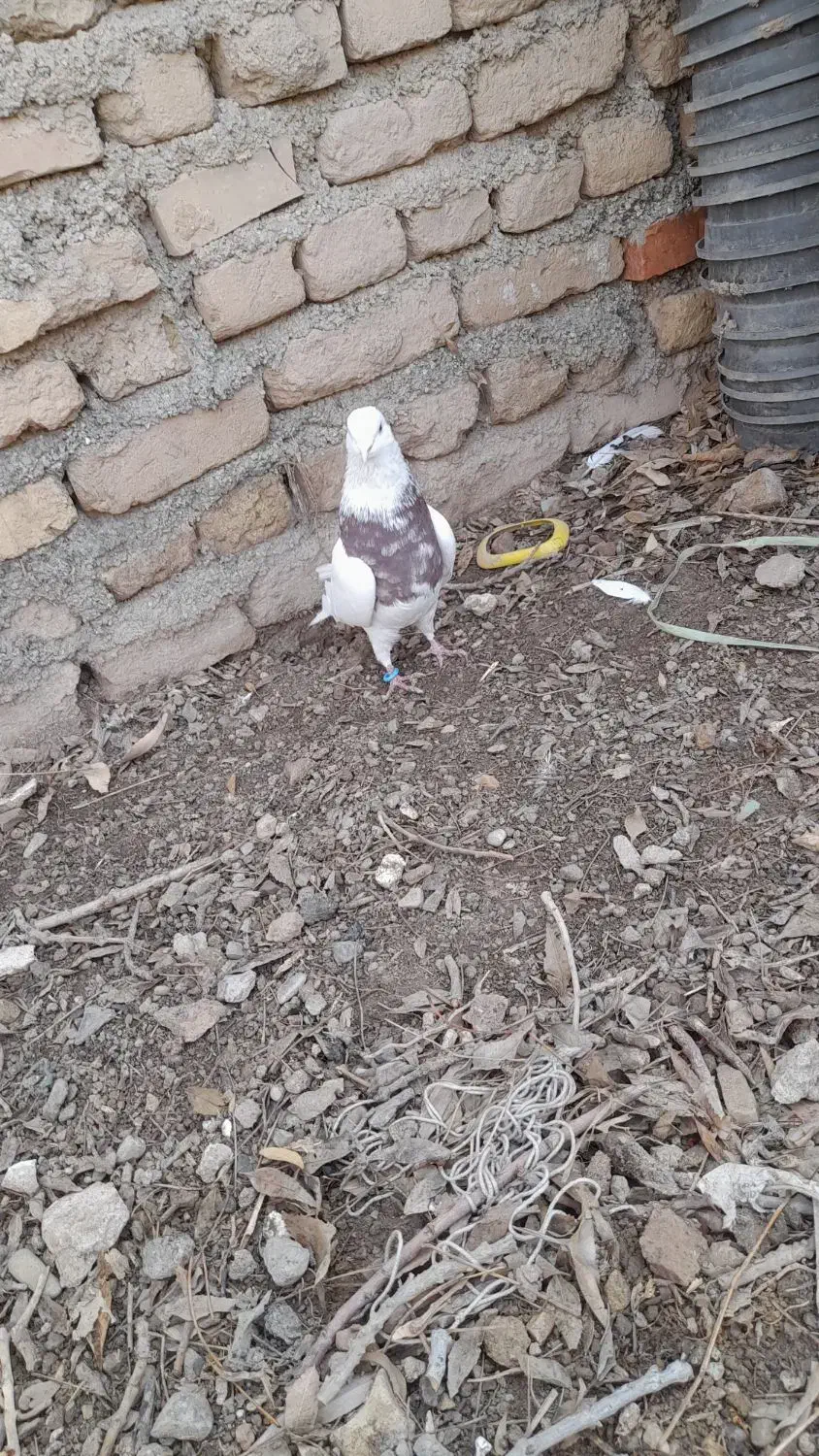 کبوتر طوقی وشهرستانی|پرنده|قلعه نو, |دیوار