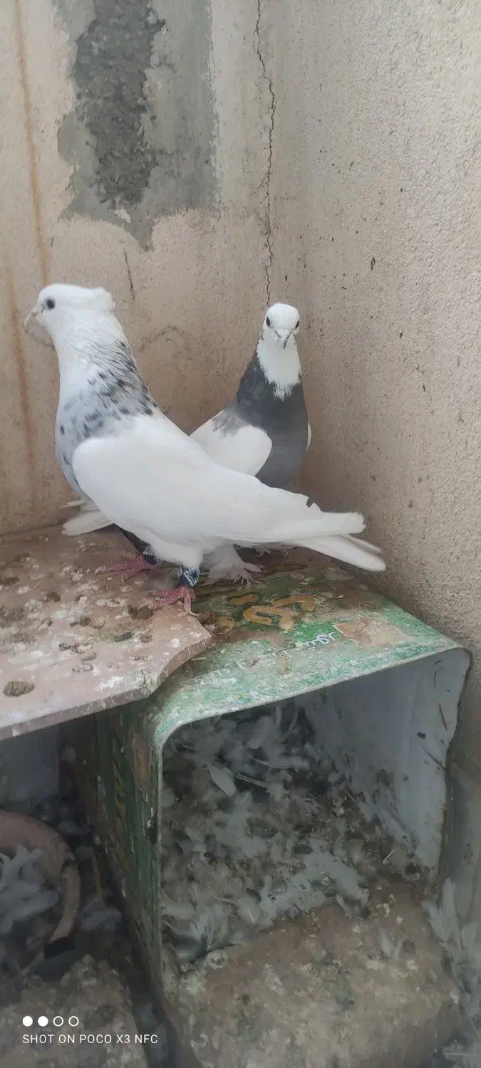 کفتر طوقی|پرنده|صدرا-فارس, فاز ۱|دیوار