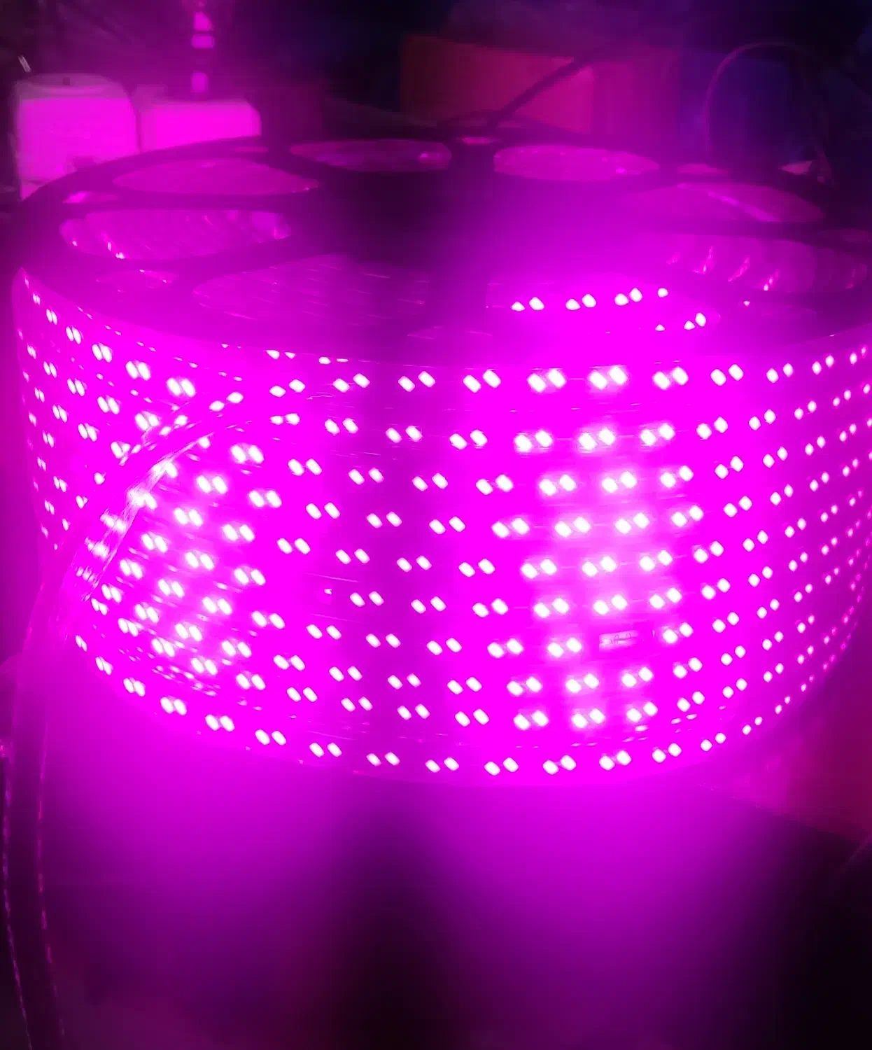 ریسه شیلنگی بنفش ۱۰۰ متری|ریسه و چراغ تزئینی|شاهین‌شهر, سعدی جنوبی|دیوار