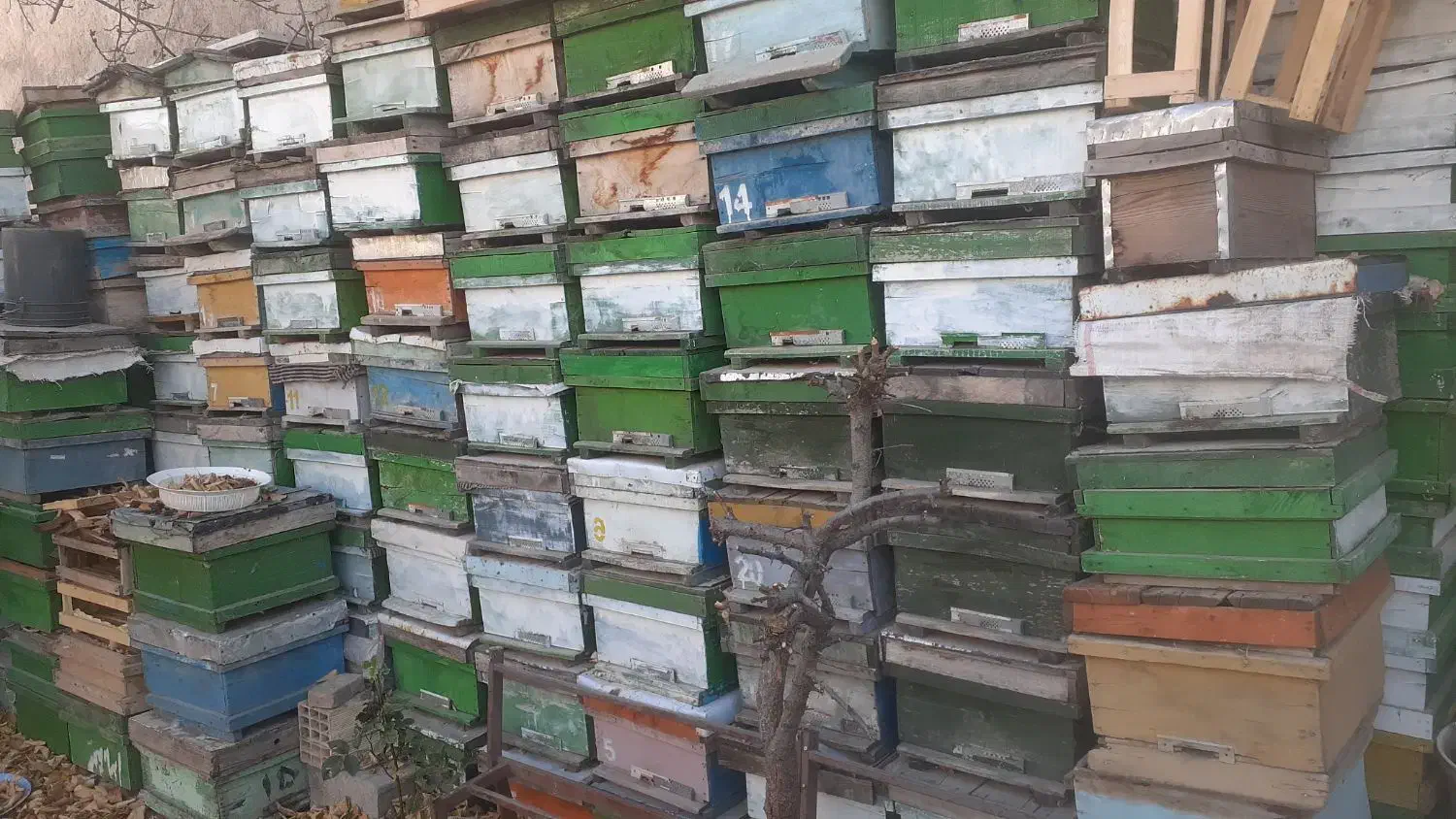 کندوی زنبور عسل مربع و آمریکایی|حیوانات مزرعه|نیر (اردبیل), |دیوار