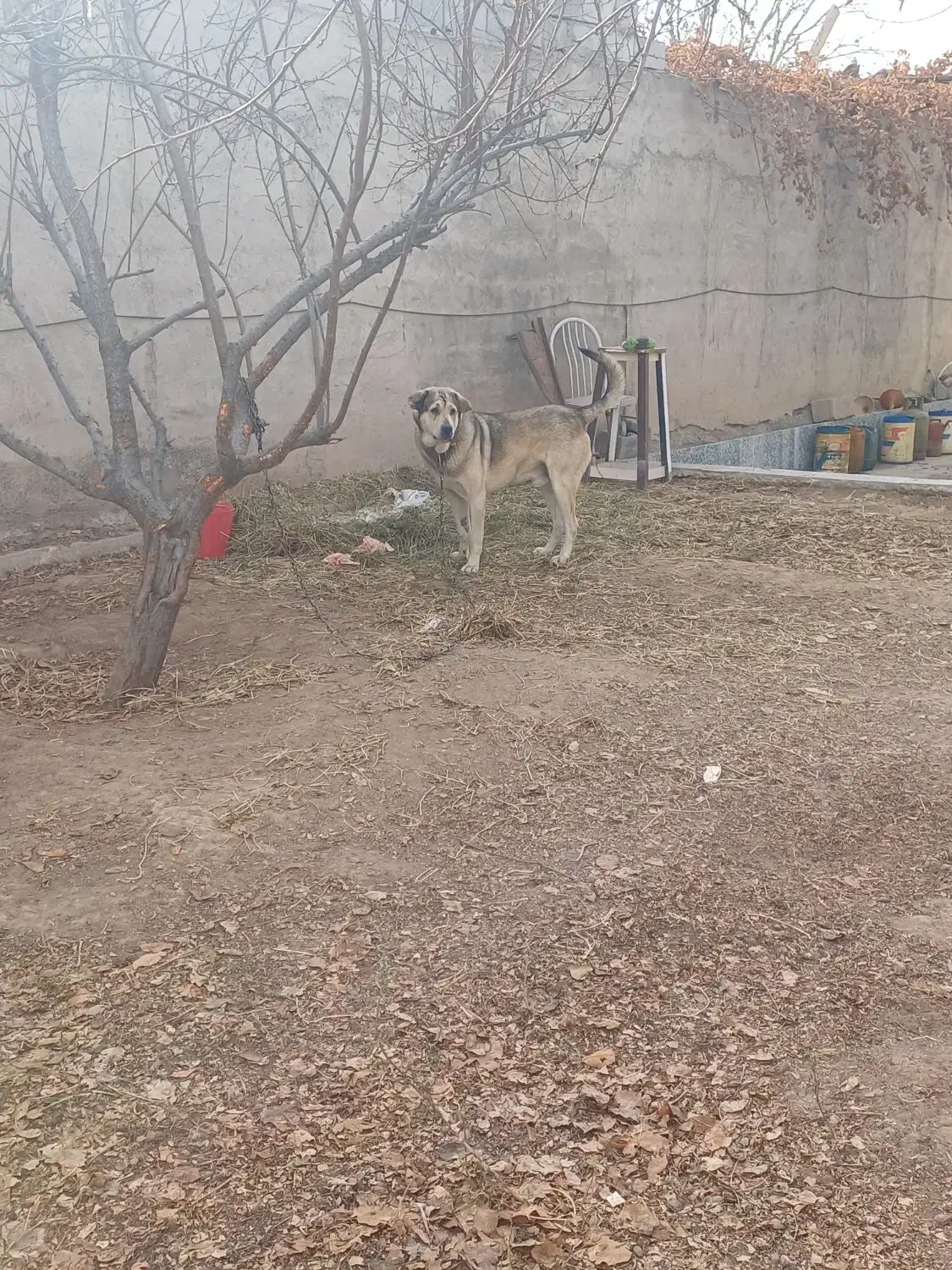 سگ عراقی|سگ|باسمنج, |دیوار