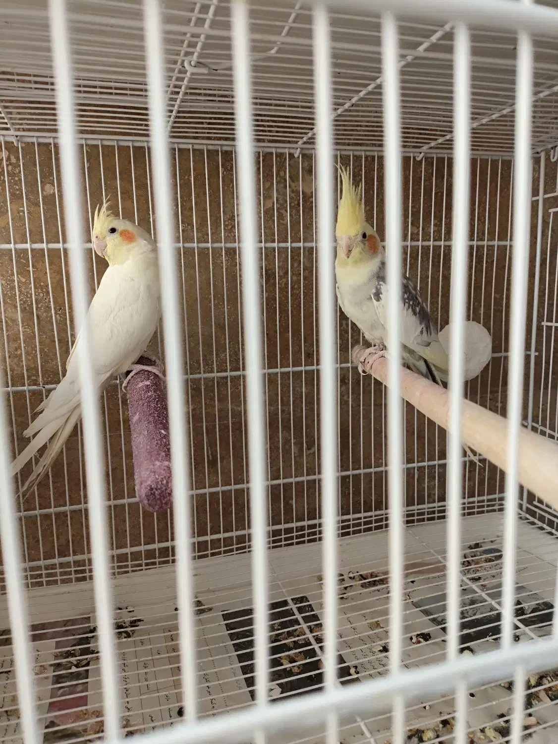 یک جفت عروس هلندی خوشگل|پرنده|ماهدشت, |دیوار