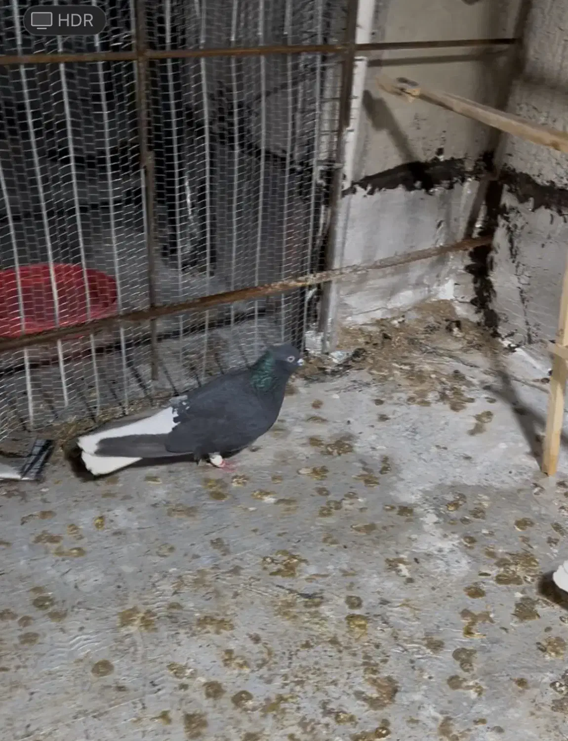 دم سفید نرمس|پرنده|بشاریات, |دیوار