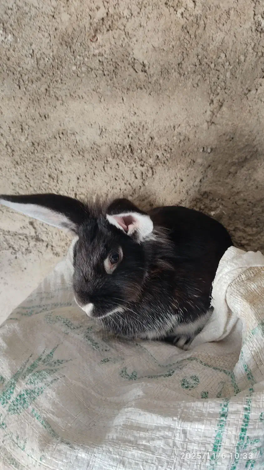 خرگوش ماده سیاه|موش و خرگوش|قوچان, |دیوار