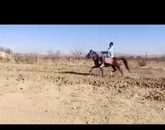 اسب یورقه آبستن|اسب و تجهیزات اسب‌سواری|نیشابور, رحمت آباد|دیوار