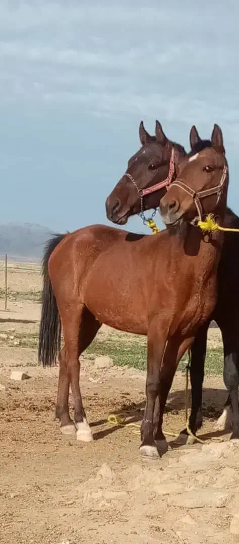 اسب پالونی بارکش|حیوانات مزرعه|ابرکوه, |دیوار