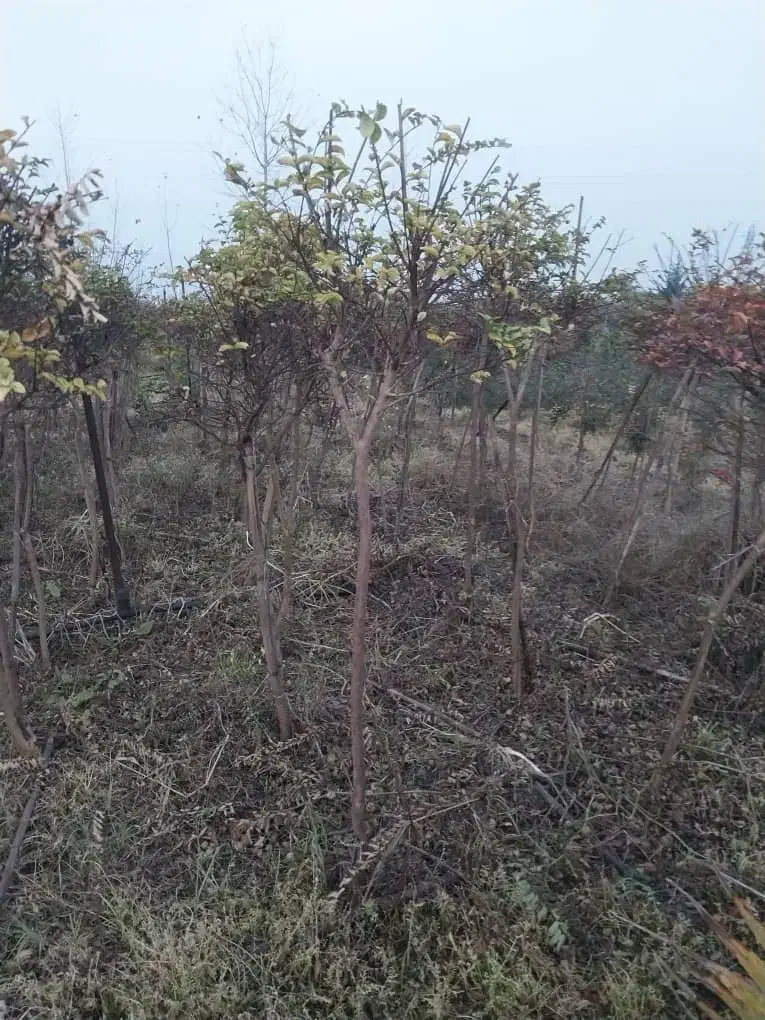 گل گیاه بیرونی|گل و گیاه طبیعی|نشتارود, |دیوار