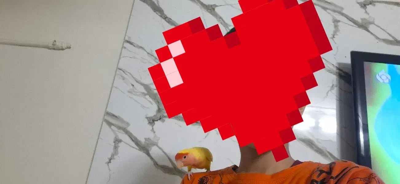 کوتوله برزیلی ماده|پرنده|ری, هاشم‌آباد|دیوار