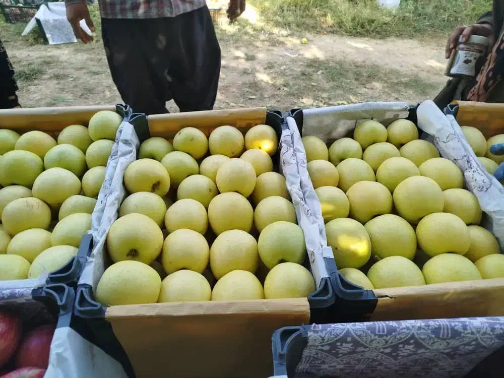 سیب قرمزوزرد|عمده‌فروشی|بروجرد, |دیوار