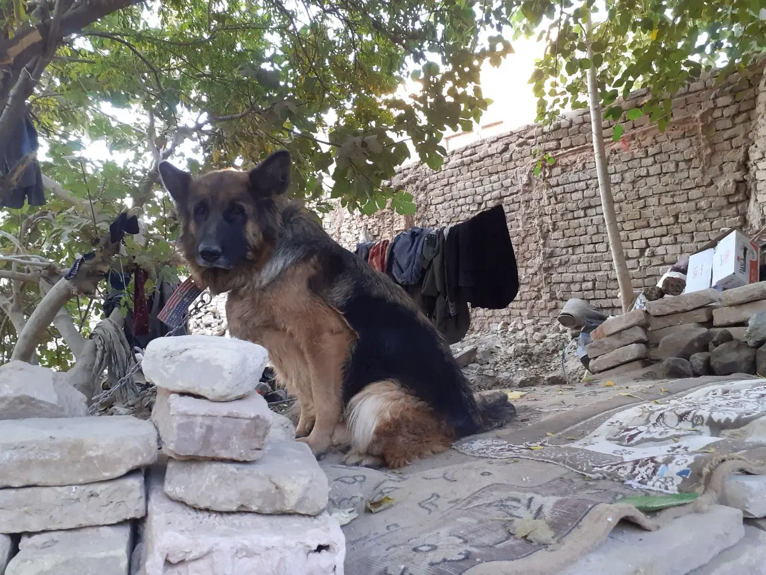 واگذاری سگ ژرمن اصلی واکسن زده|سگ|سبزوار, قاضی زاد|دیوار