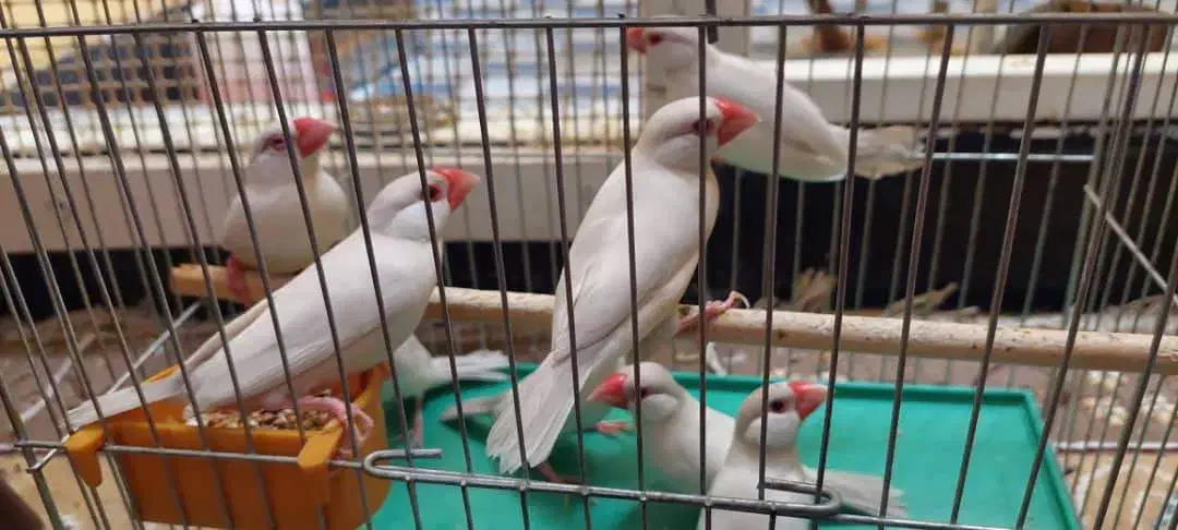 فنچ کرم لایت|پرنده|شیراز, ده پیاله|دیوار