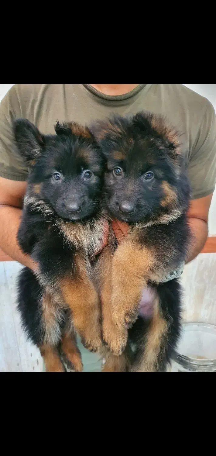 سگ ژرمن|سگ|صوفیان, |دیوار