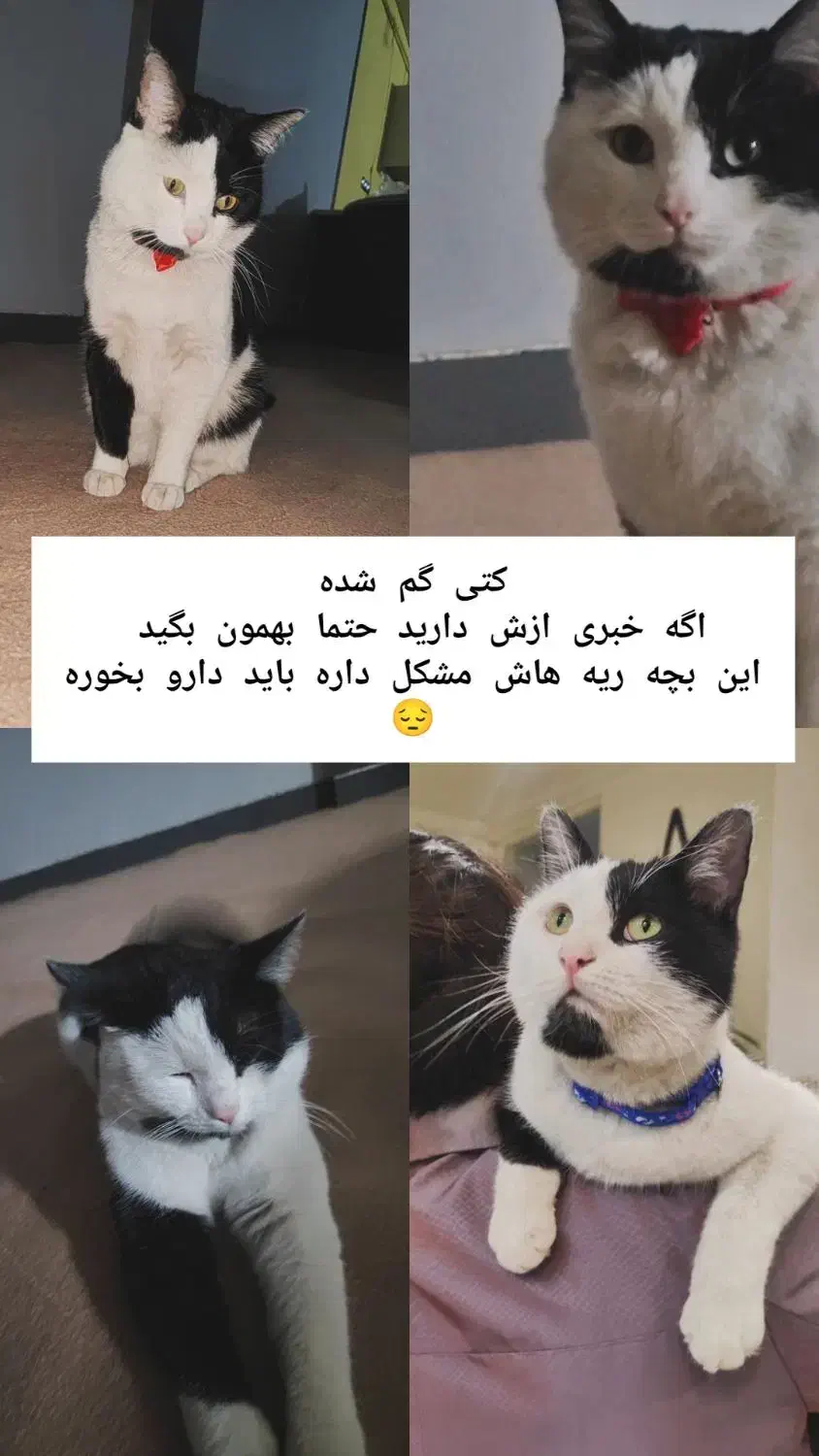 گربه گمشده|حیوانات|زنجان, |دیوار