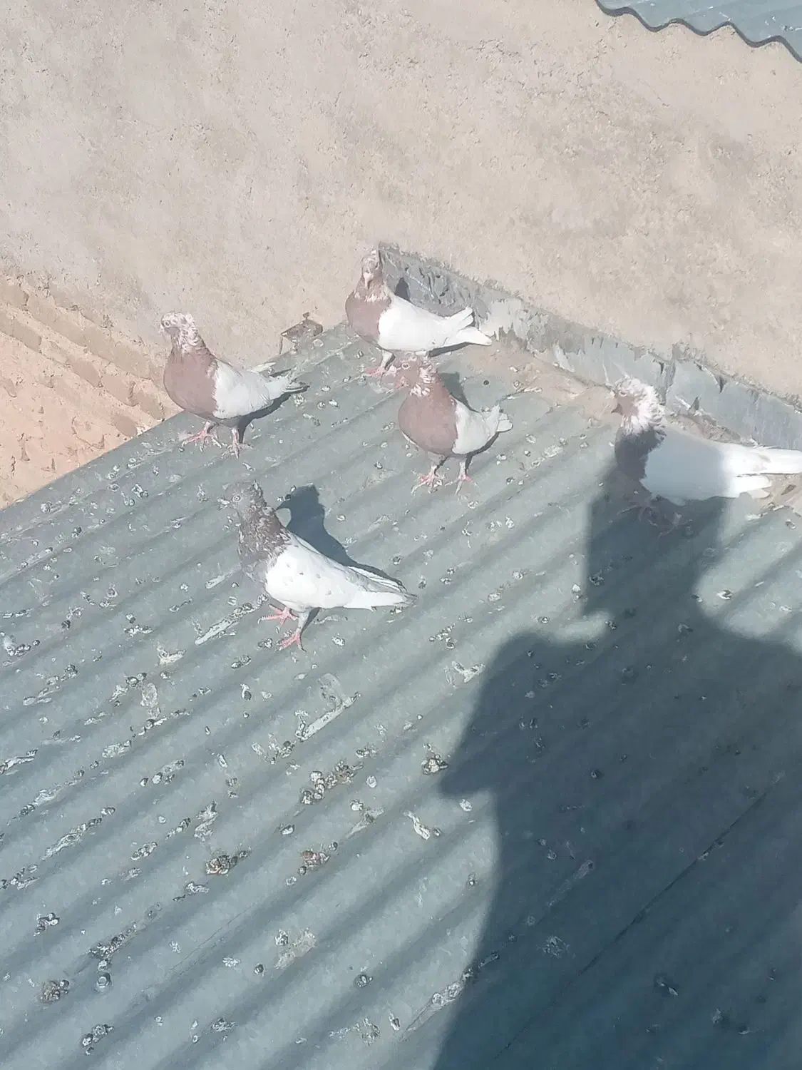 کبوتر|پرنده|اشترینان, |دیوار