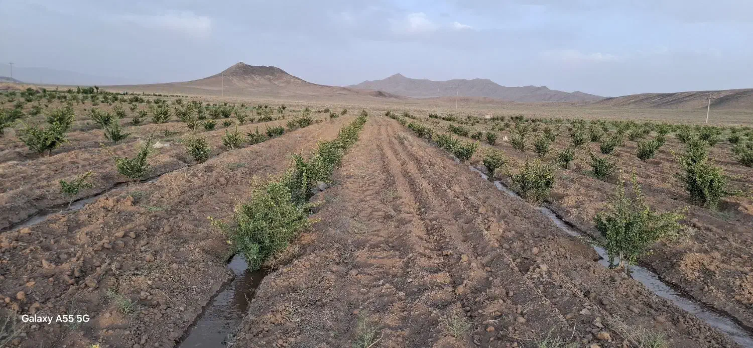 زمین  کشاورزی  طاقسکی سربیشه(سه راهی  پخت)|فروش زمین و ملک کلنگی|مود, |دیوار