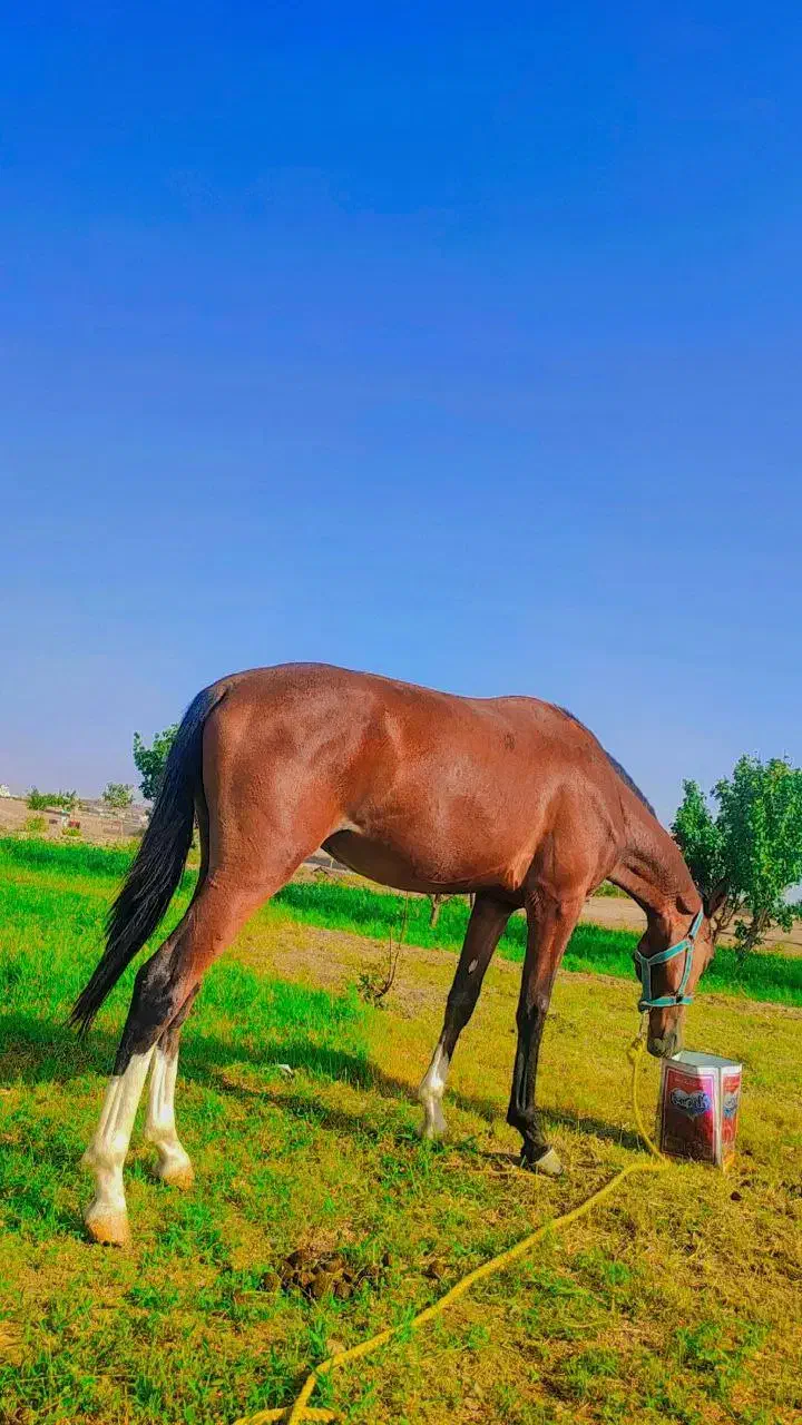 کره اسب نریون ۱/۵ساله ترکمن کورسی|اسب و تجهیزات اسب‌سواری|قم, چهل درخت‎|دیوار