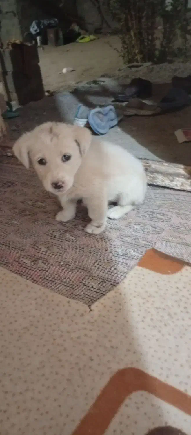 سگ ماده باهوش|سگ|فردوس (خراسان), |دیوار