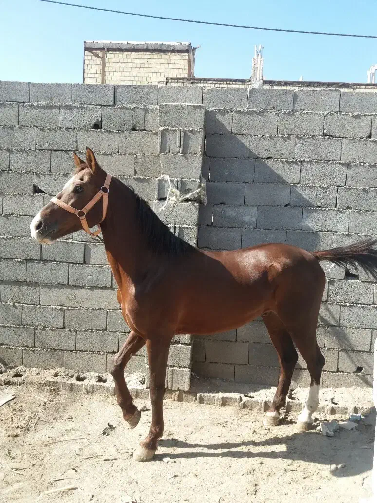 اسب نریان ۷ساله|اسب و تجهیزات اسبسواری|مشهد, همت آباد|دیوار