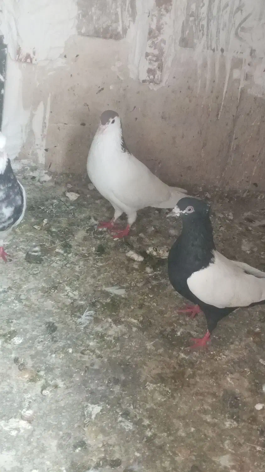 کبوتر|پرنده|اندیمشک, |دیوار