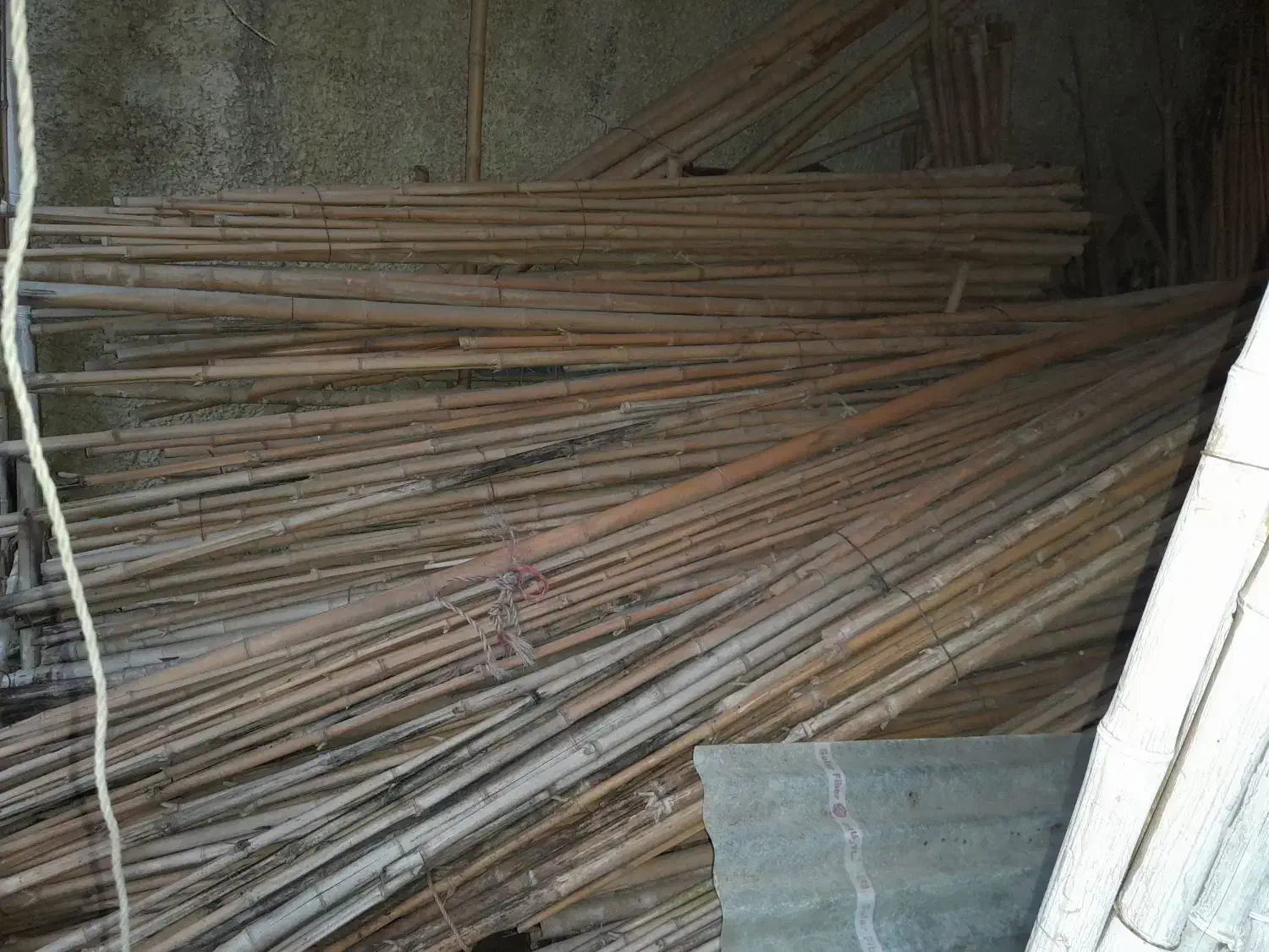 با درود .نی خیزران یا چوب بامبو|خدمات باغبانی و درختکاری|چالوس, |دیوار