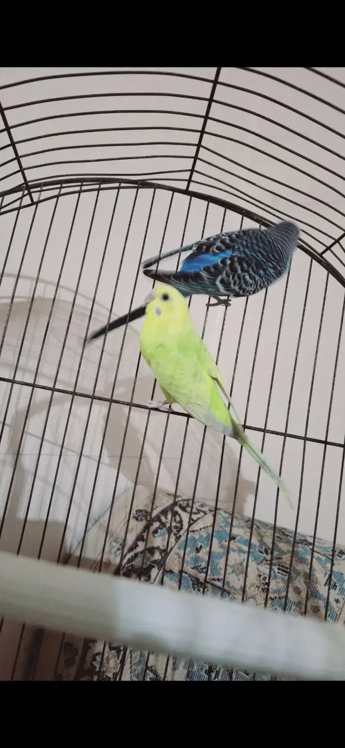 یک جفت مرغ عشق مولد و یک عدد عروس هلندی نر|پرنده|بندر ماهشهر, |دیوار