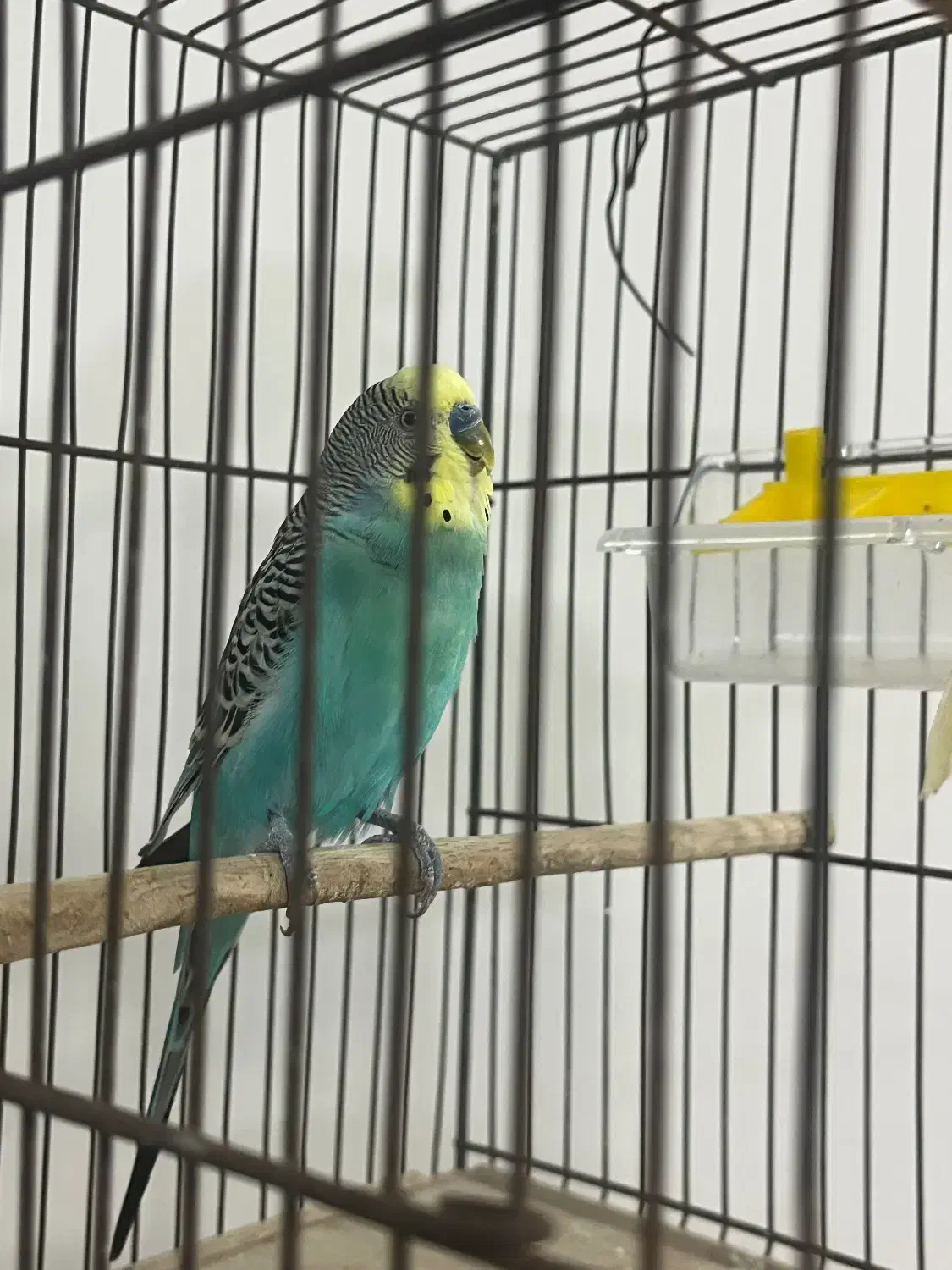 مرغ عشق نر خوش رنگ بالغ|پرنده|قائم‌شهر, |دیوار