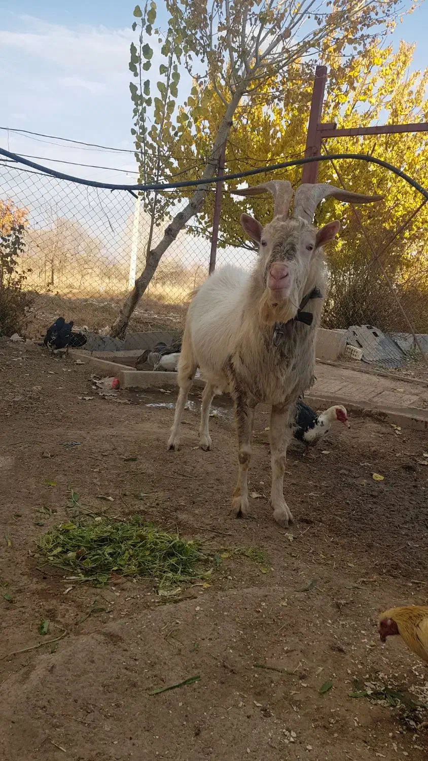 بز سانن|حیوانات مزرعه|قیدار, |دیوار