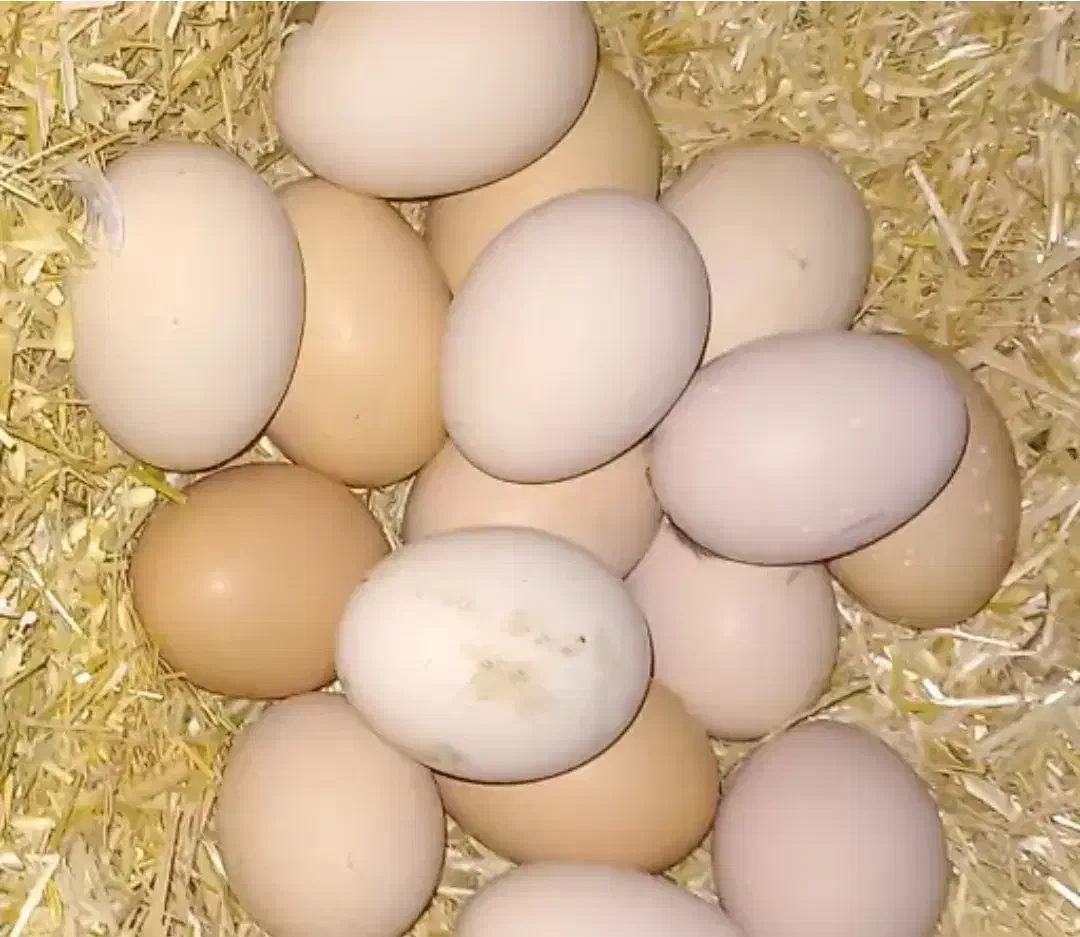 تخم مرغ محلی نطفه دار بهترین کیفیت|حیوانات مزرعه|جوادآباد, |دیوار