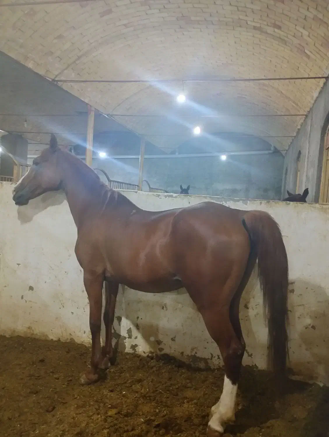 مادیان|اسب و تجهیزات اسبسواری|فولادشهر, سایت صنعتی کاوه|دیوار