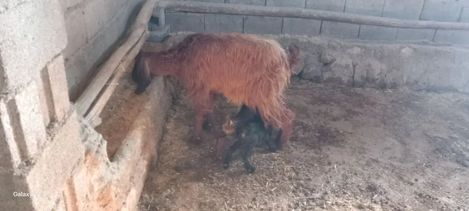 چتیر بادوتا بزغله|حیوانات مزرعه|سرپل ذهاب, |دیوار