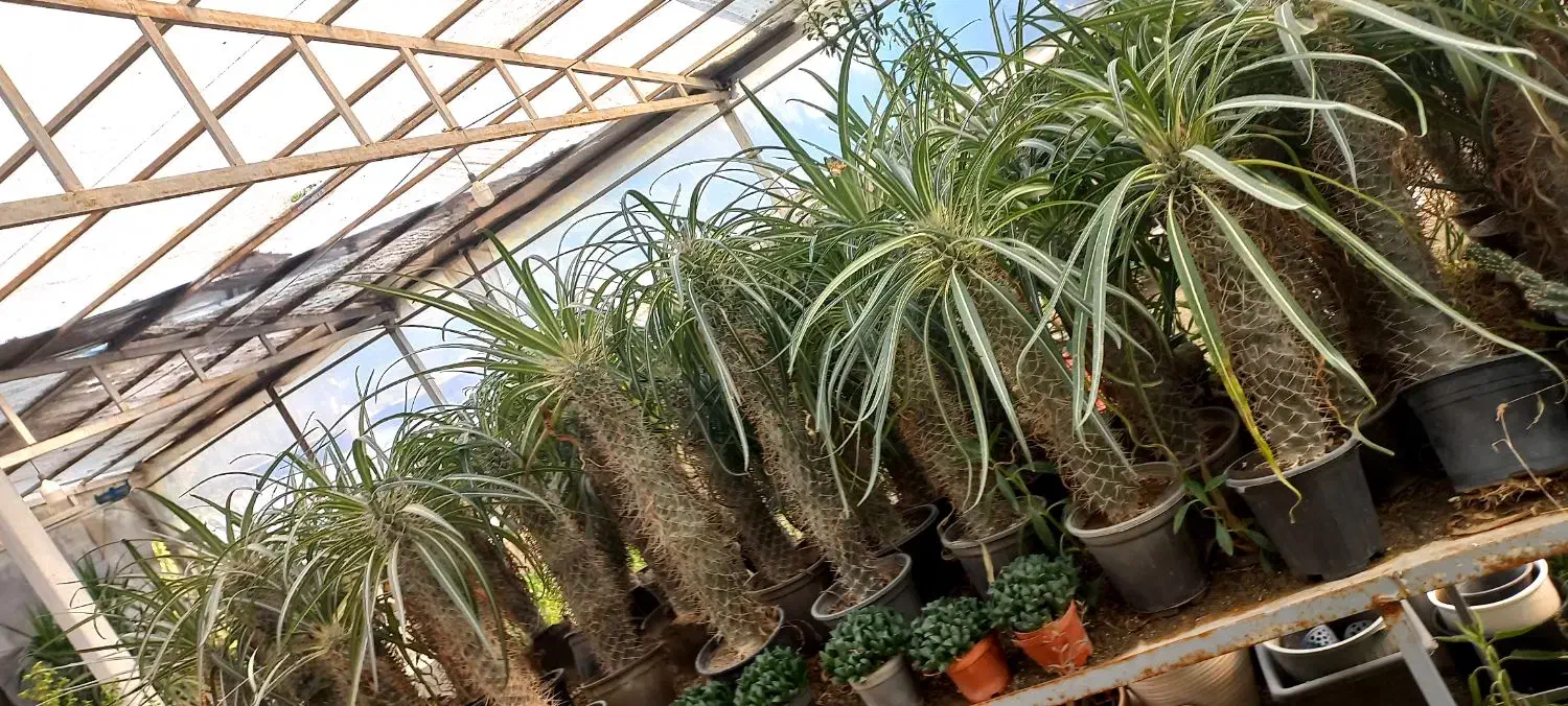 گل و کاکتوس|گل و گیاه طبیعی|چهاردانگه (تهران), |دیوار