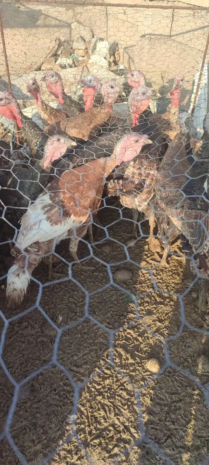 بوقلمون|حیوانات مزرعه|پلدشت, |دیوار