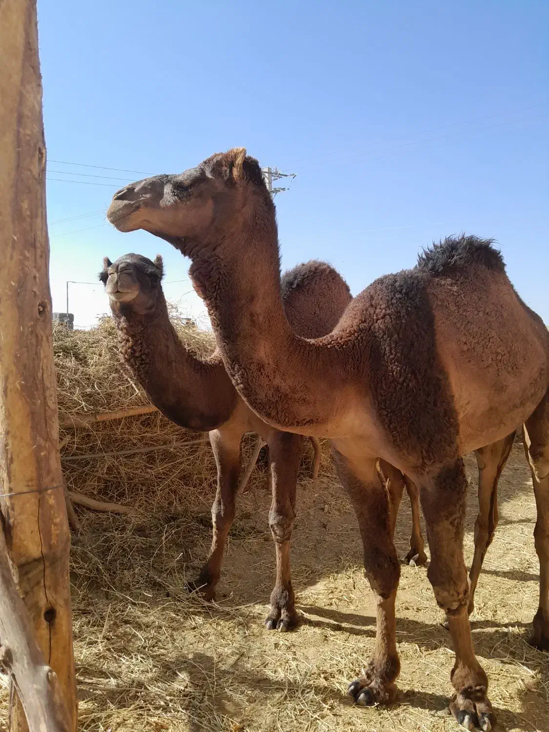 شتر|حیوانات مزرعه|زید آباد, |دیوار