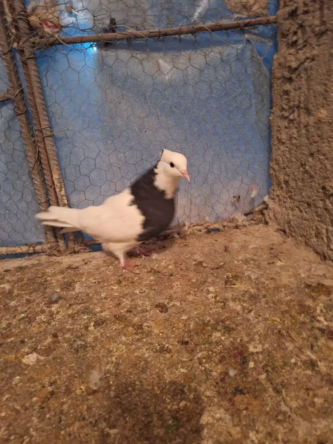 تعدادی کبوتر|پرنده|راور, |دیوار