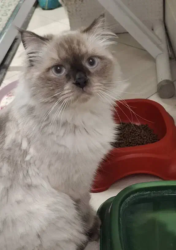 گربه هیمالین ۱ساله|گربه|تهران, افسریه شمالی|دیوار