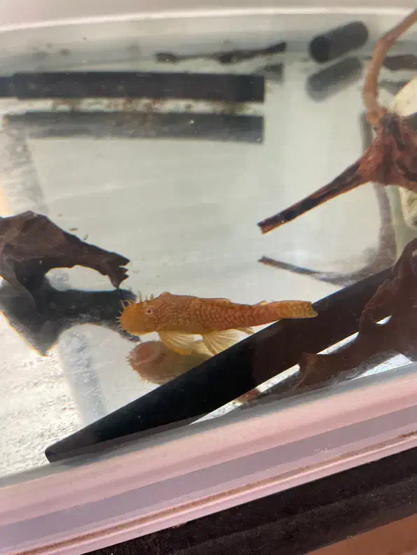 ماهی کت پوزبوته ای نرمعاوضه با کت پوزبوته ای ماده|ماهی|مرودشت, گندم|دیوار