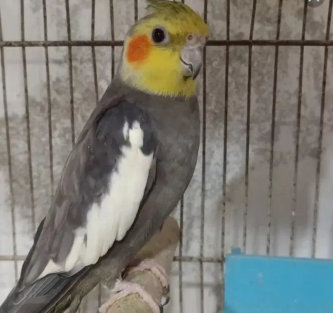 خوش آواز|پرنده|شوشتر, |دیوار