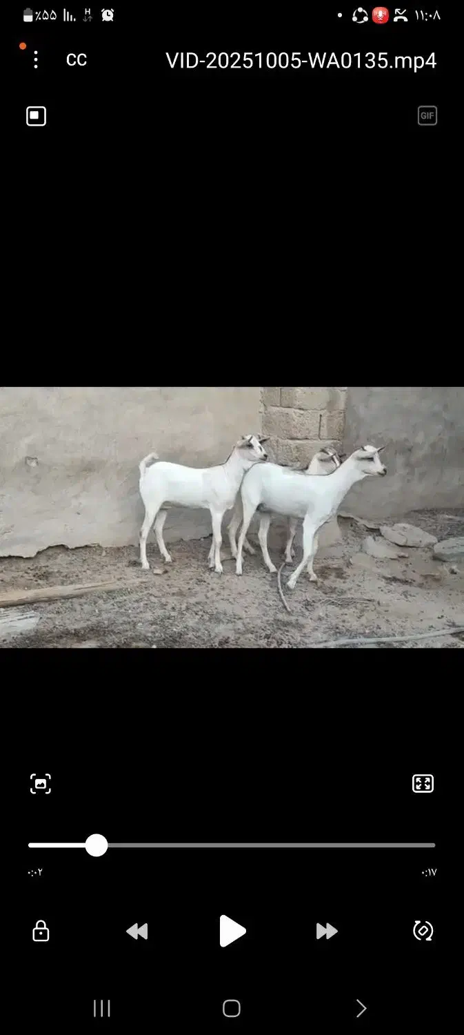 گیسه سومال|حیوانات مزرعه|فین, |دیوار