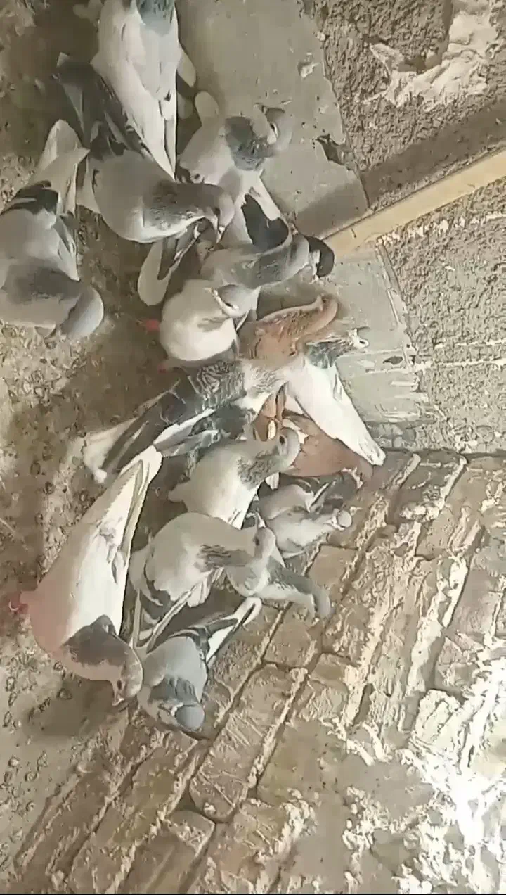 کبوتر|پرنده|الوند, |دیوار