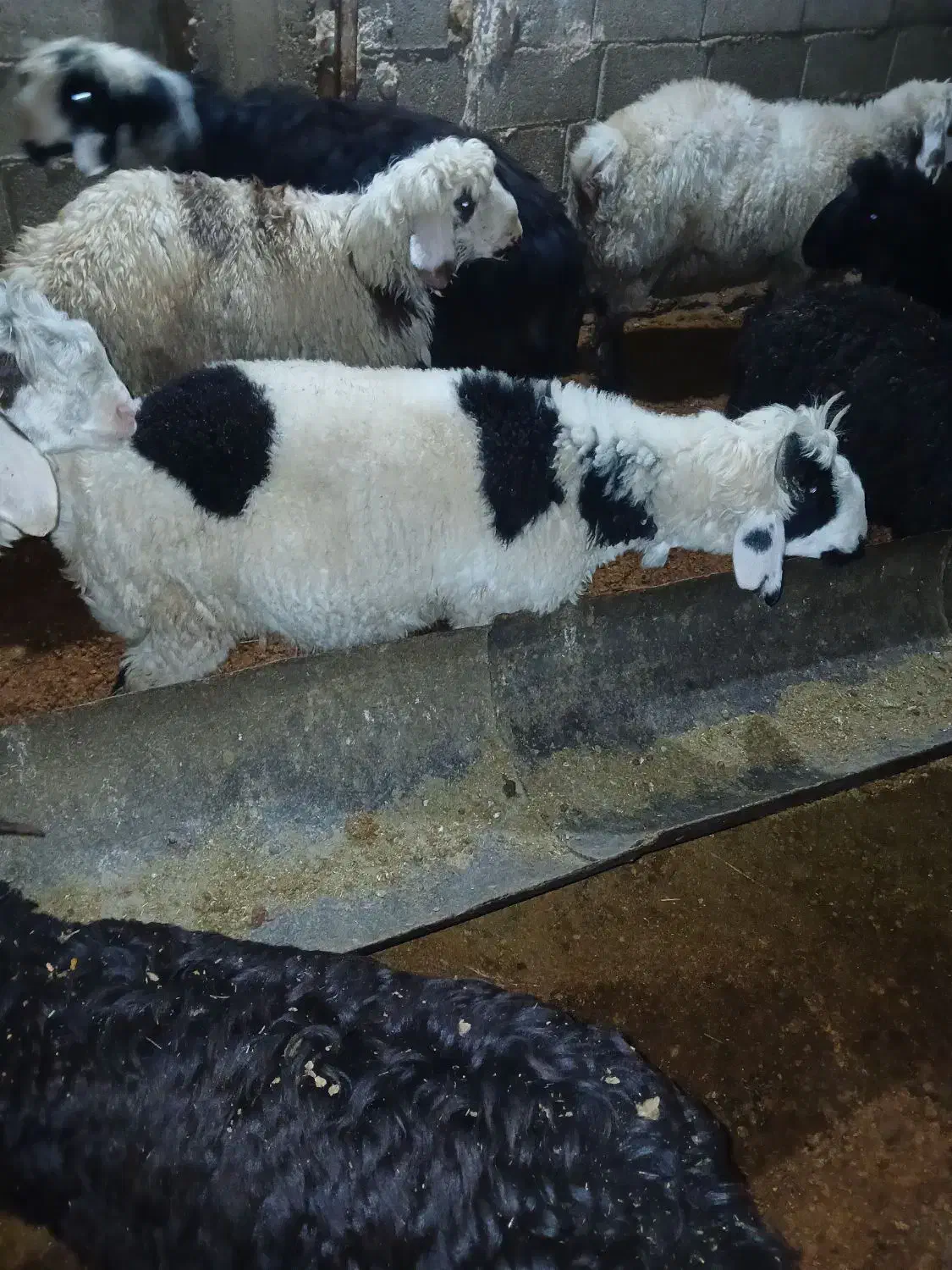 بره چاق|حیوانات مزرعه|مرودشت, محمد آباد|دیوار