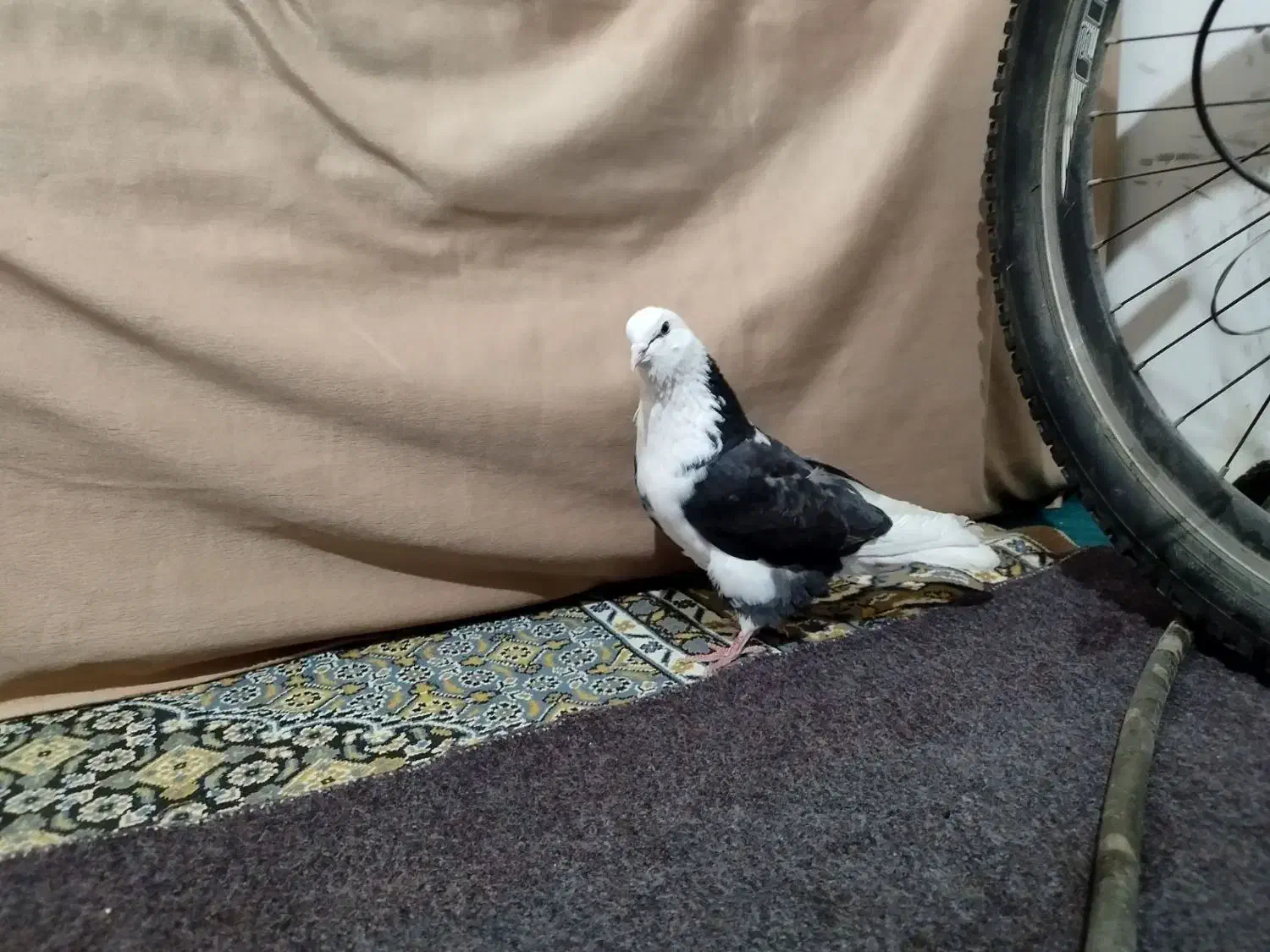 کبوتر|پرنده|بزینه رود, |دیوار