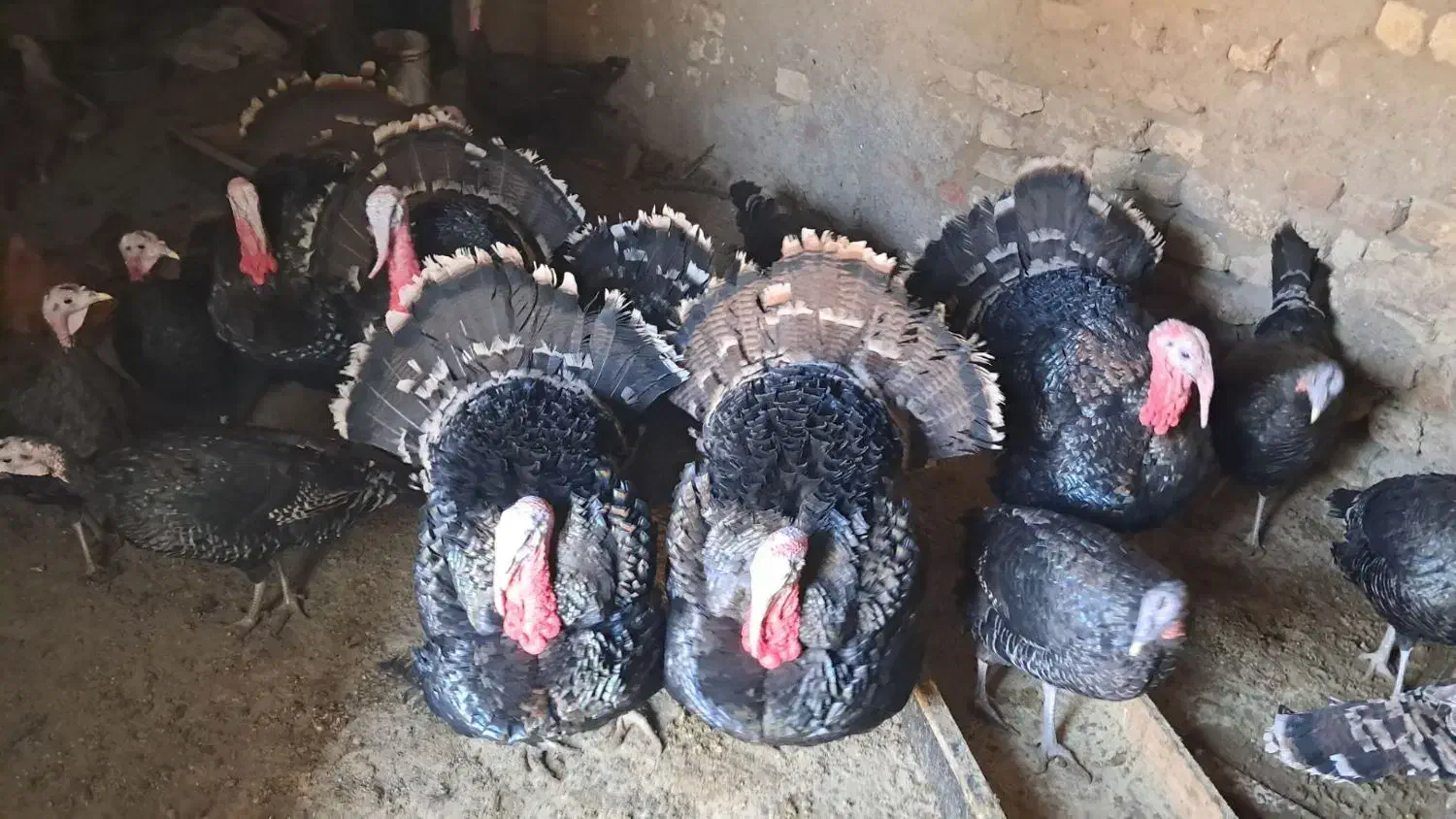 بوقلمون محلی|حیوانات مزرعه|قلقل رود, |دیوار