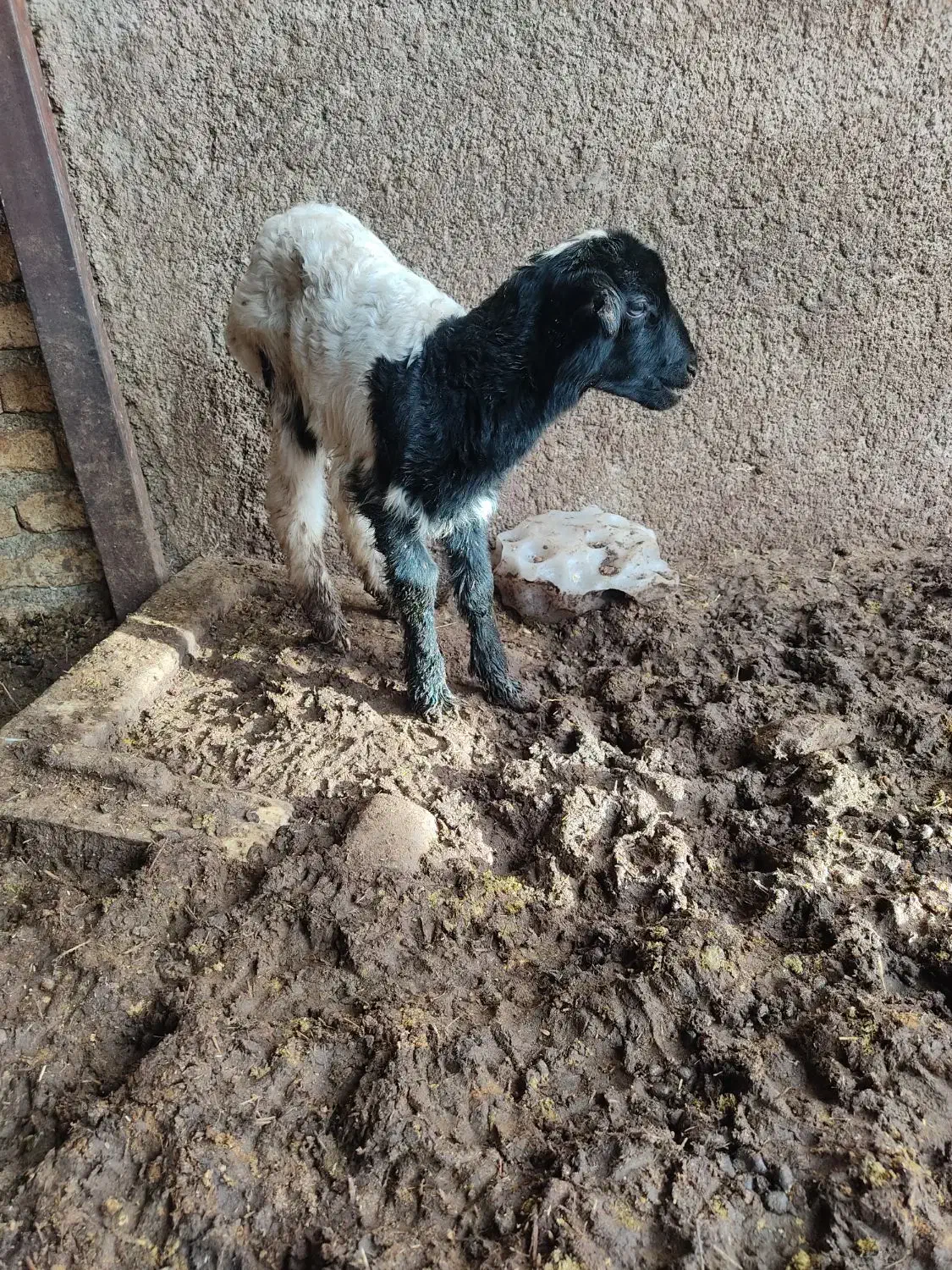 بره شیری|حیوانات مزرعه|رباط‌کریم, منجیل آباد|دیوار