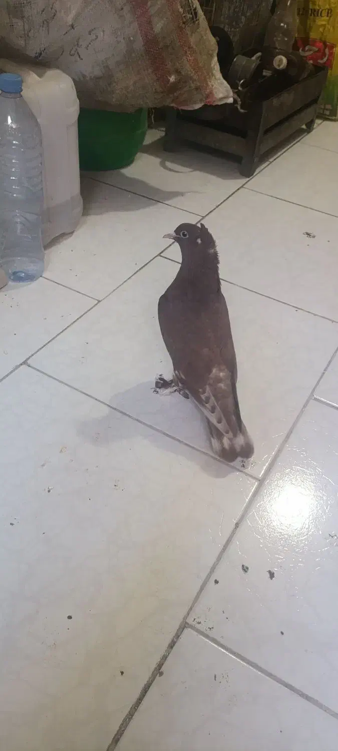 کبوتر راعبی پاپری|پرنده|اصفهان, ارزنان|دیوار